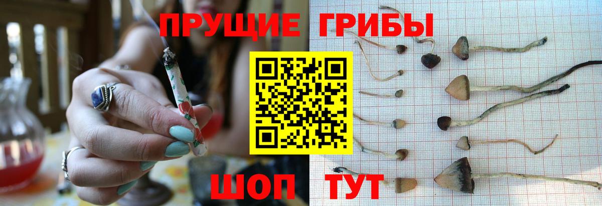 Туймазы  Галлюциногенные грибы Psilocybine cubensis  Вход с VPN 
